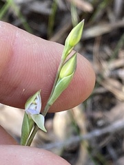 Thelymitra peniculata