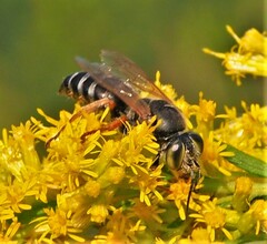 Tachytes guatemalensis