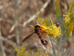 Physocephala marginata