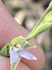 Thelymitra peniculata