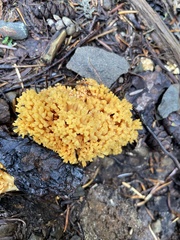 Ramaria rasilispora