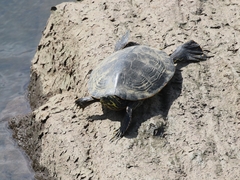 Pseudemys concinna
