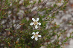 Leptospermum semibaccatum