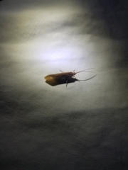 Limnephilus