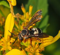 Triepeolus distinctus