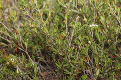 Leptospermum semibaccatum