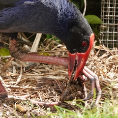 Porphyrio melanotus melanotus
