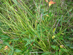 Carex trisperma