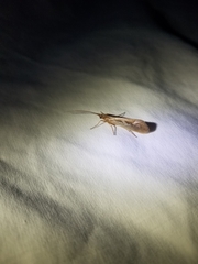 Limnephilus