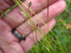 Carex trisperma