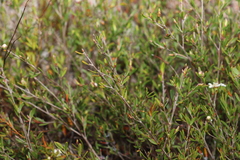 Leptospermum semibaccatum