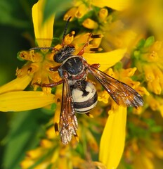 Triepeolus distinctus