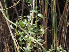 Asparagus asparagoides