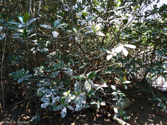 Rhizophora mangle