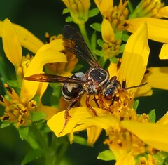 Triepeolus distinctus