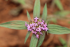 Crusea hispida