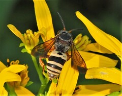 Triepeolus distinctus