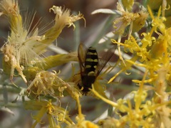 Syrphus opinator