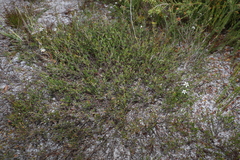 Leptospermum semibaccatum