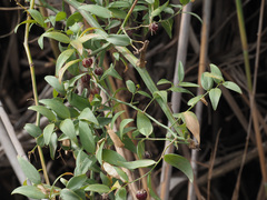 Asparagus asparagoides