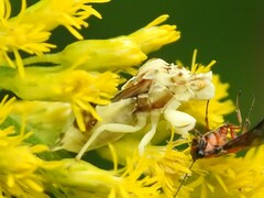 Phymata fasciata