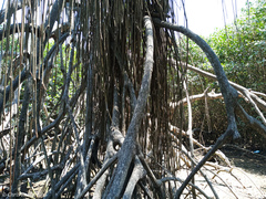 Rhizophora mangle