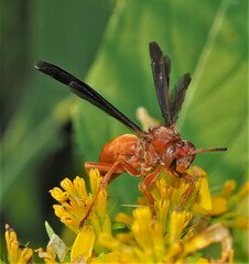 Polistes rubiginosus