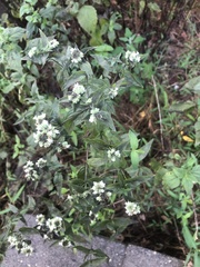 Pycnanthemum incanum