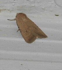 Caradrina montana