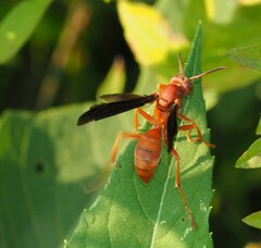 Polistes rubiginosus
