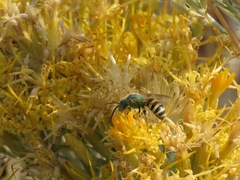Agapostemon texanus