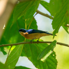Pipraeidea melanonota