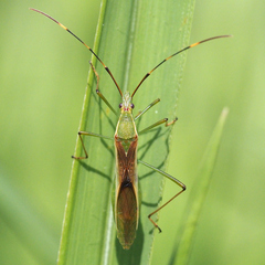Leptocorisa