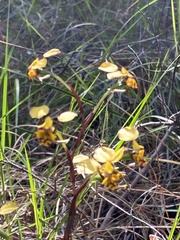 Diuris maculata