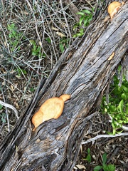 Trametes coccinea