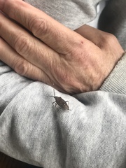 Poecilometis strigatus