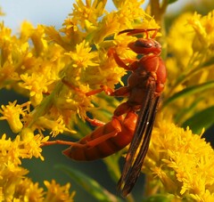 Polistes rubiginosus
