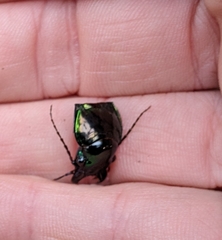 Megadromus antarcticus