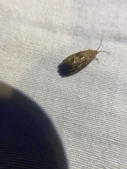 Cydia latiferreana