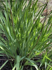 Iridaceae