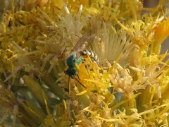 Agapostemon texanus