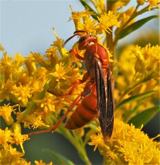 Polistes rubiginosus