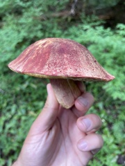 Boletus smithii