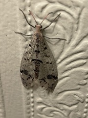 Dendroleon obsoletus