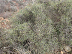 Lacomucinaea lineata