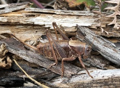 Tettigoniinae