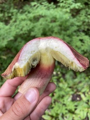 Boletus smithii
