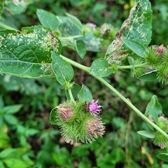 Arctium
