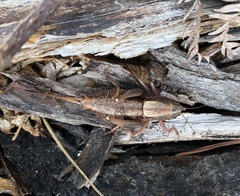 Tettigoniinae