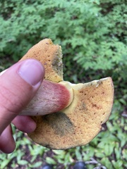 Boletus smithii